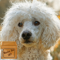cute poodle wallpaper