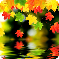 Autumn live wallpaper video