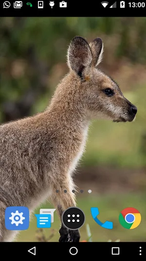kangaroo wallpaper Screenshot 1
