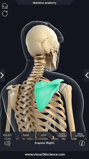 Skeleton Anatomy Pro. Screenshot 2