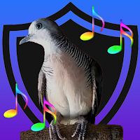Suara Burung Perkutut Gacor