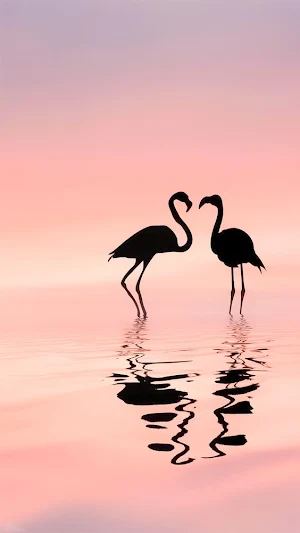 Flamingo Wallpapers Screenshot 3