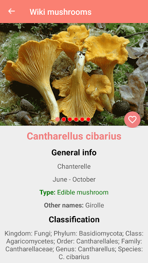 Mushroom Identification Screenshot 3