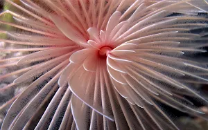 Coral Wallpapers Screenshot 0