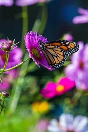 Monarch Butterfly Wallpapers Screenshot 3