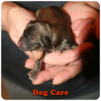Dog Care
