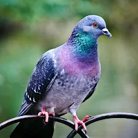Pigeon Wallpaper HD