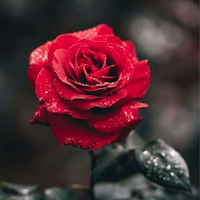 Flower Wallpaper HD