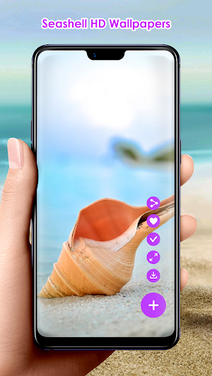 Seashell HD Wallpapers Screenshot 0