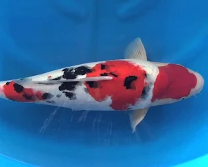 Koi Live Wallpapers HD Screenshot 3