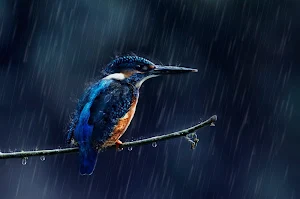 Kingfisher Bird Wallpapers Screenshot 0