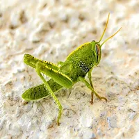 Grasshopper Sound