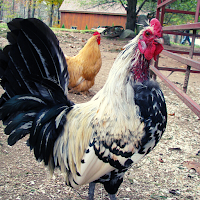 Rooster Ringtone