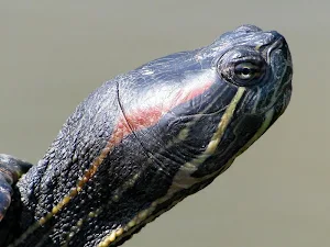 Turtle wallpapers Screenshot 0