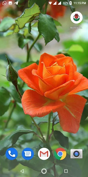Red Rose Flowers Wallpapers HD Screenshot 3