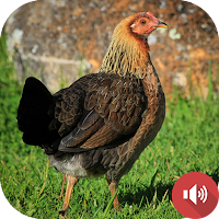 Red Junglefowl Female Sounds