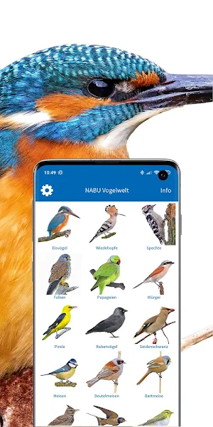 NABU Vogelwelt - Vögel Entdecken und Bestimmen Screenshot 1