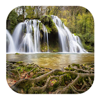 Rain Forest Sounds