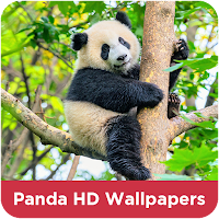 Panda HD Wallpapers