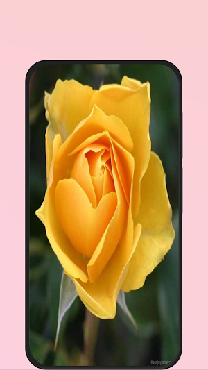 rose pic Screenshot 1