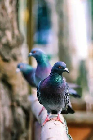 Pigeon Video Wallpapers Screenshot 1