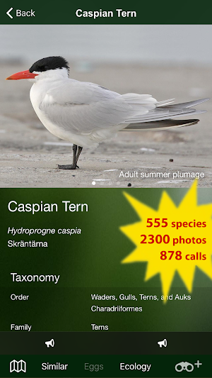 All Birds Sweden - A Sunbird Field Guide Screenshot 1