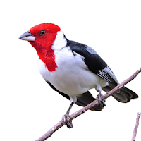 Canto do Galo de Campina