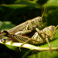 Grasshopper And Cricket Sounds
