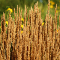 Feather Reed Grass Wallpaper