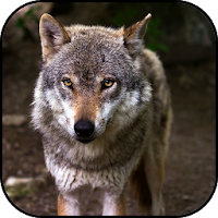 Wolf wallpapers