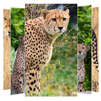 Cheetah Wallpapers