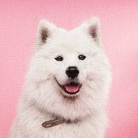 Which Animal Are You?