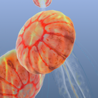 Jellyfish Chrysaora