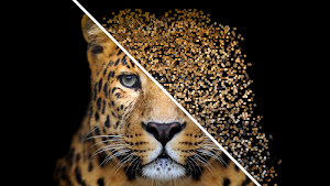 DOTSEE Screenshot 1