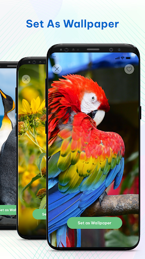Bird Ringtones & Wallpaper Screenshot 3
