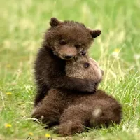 Cute Bear Wallpaper