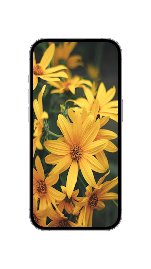 WildFlower Seeds : Wildflower Screenshot 2