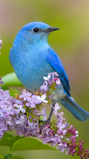 Birds Wallpaper in 4K Screenshot 0