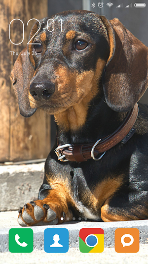 Dachshund Wallpapers Screenshot 2
