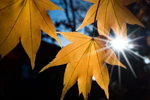 Yellow and backgrounds wallpapers Screenshot 1