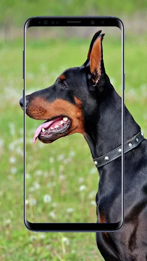 Doberman Dogs Wallpapers Screenshot 1