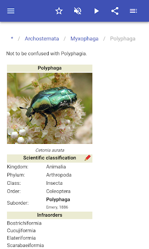 Beetles Screenshot 3