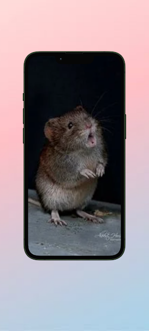 Tikus WalL Screenshot 1