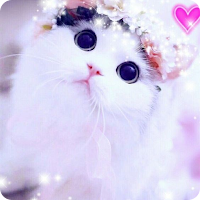 cute cat wallpaper