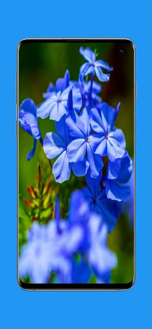 Wallpapers Flowers Screenshot 1
