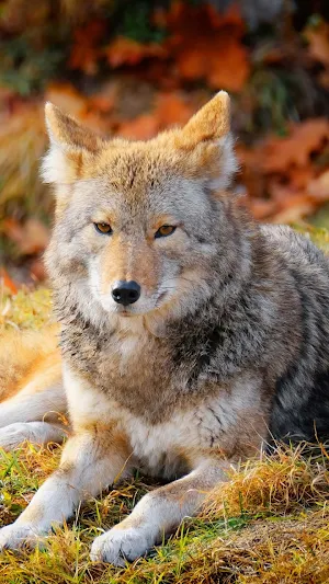 Wolf Wallpaper 4K Screenshot 1