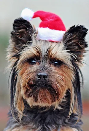 Animals christmas wallpapers Screenshot 2