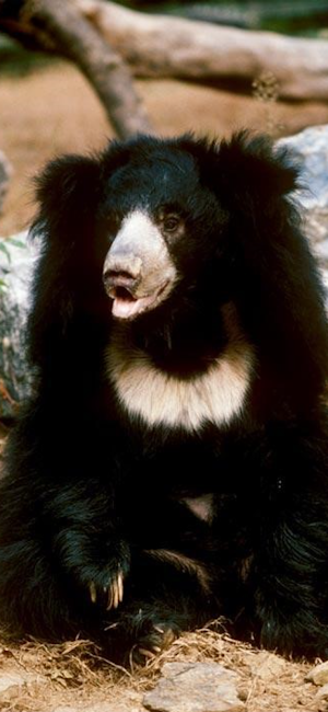 Sloth Bear Screenshot 0
