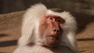 Monkey wallpapers Screenshot 3