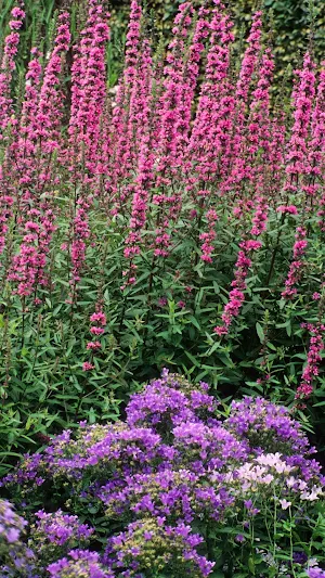 Loosestrife Wallpaper Screenshot 2